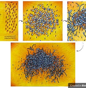 My first piece depicts the formation of a special type of polymicrobial biofilm called a “mini-biofilm” between C. albicans and the anaerobic bacteria C. perfringens. The second piece illustrates the life cycle and process of mature mini-biofilm formation.