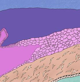 A diagram identifying the layers of the fetal membrane and how they come into contact with the maternal blood and decidua.