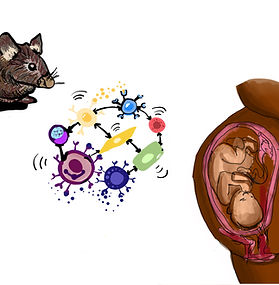 This summer, I worked in Dr. Nardhy Gomez-Lopez's lab to help generate a representation of the maternal-fetal crosstalk in humans and mice using single-cell technologies. My digital artwork showed the results received from a study the lab conducted where single-cell RNA-sequencing revealed unique cellular interactions in preterm labor that was driven by intra-amniotic infection.