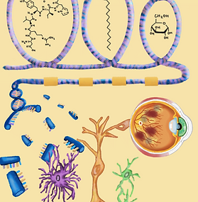 Three conditions are commonly associated with diabetic retinopathy: high blood pressure, high fat, and high glucose. These conditions are represented by the chemical structures of angiotensin, palmitic acid, and glucose respectively. These factors impacted gene expression, so I inserted them inside loops of DNA, similar to the function of histones. This led to phenotypic changes in mueller glia, astrocytes, and microglia resulting in an overall phenotype that closely resembles diabetic retinopathy.