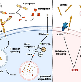 Comparison of the normal function of iron handling receptor CD136 and how metabolic dysfunction may impact CD163 shedding mechanisms such as enzymatic cleavage or extracellular vesicles.