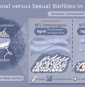 In order to help audience members conceptualize sexual biofilms as they relate to conventional biofilms, I created a figure displaying both in the fungal species, Candida albicans. I intentionally used a soft color palette and cartoon-like illustrations to make an intimidating concept more approachable to the viewer.