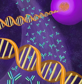 This piece depicts B-cells, antibodies, and strands of free-flowing DNA. These objects are intertwined with one another to represent the connection of these elements in the process of B-cell genome modification and the formation of unique antibodies.