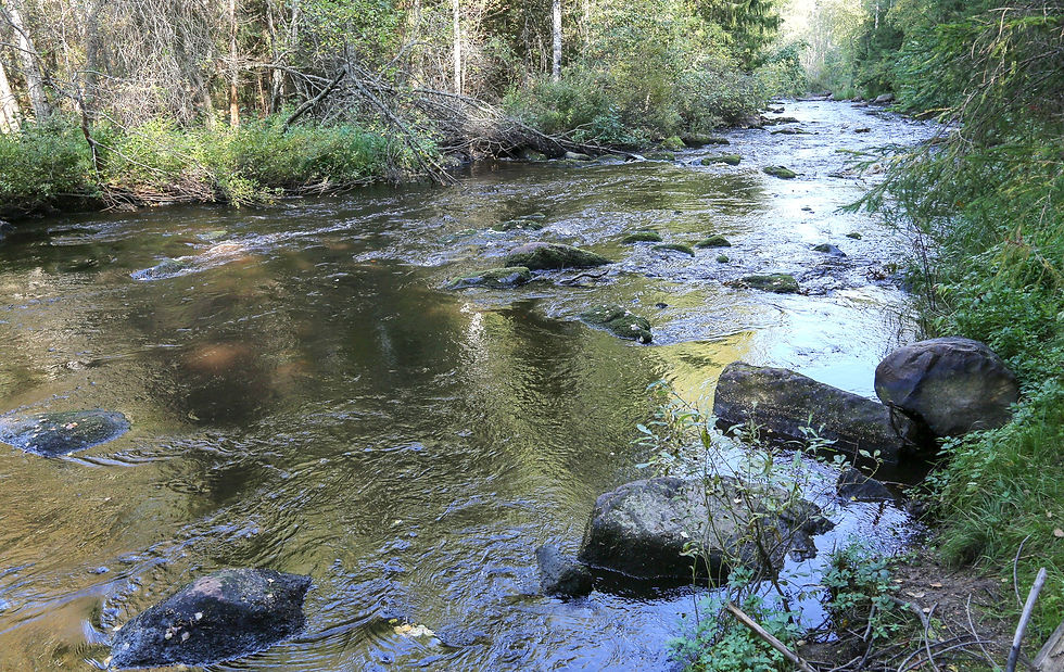 Siiponjoki