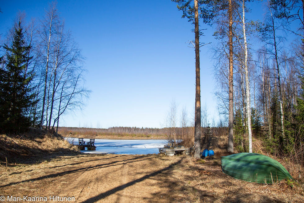 Liminkajärven rantaa Nikulan kämpän luona