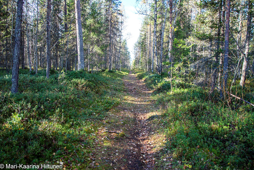 Kilpiaavan luontopolku