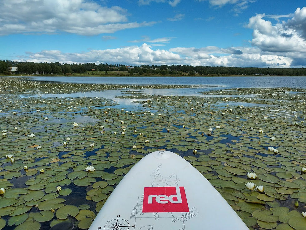Lumpeenkukkia Vaaattojärvellä