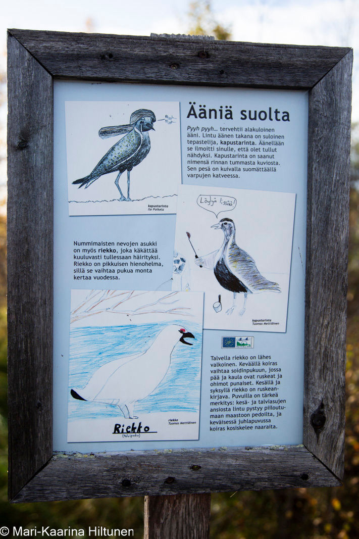 Pelkosenniemen koululaisten tekemä luontotaulu Kilpiaavan luontopolun varrella