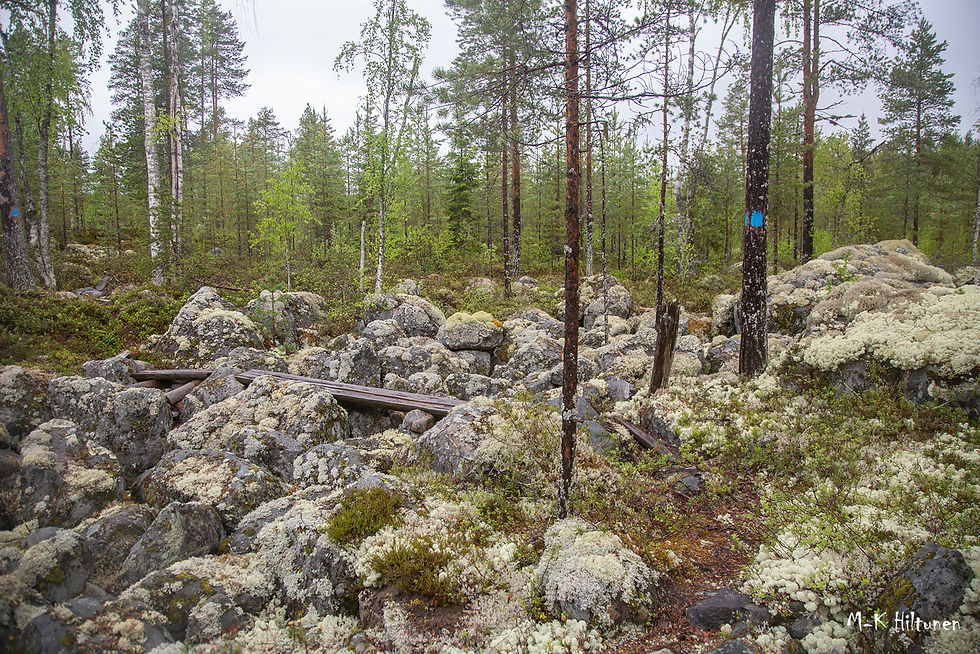 Forest with moss-covered rocks and trees marked by blue paint. Overcast sky. Wooden planks lay atop rocks. Calm and serene setting.