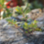 Uutta elämää Karhutunturilla