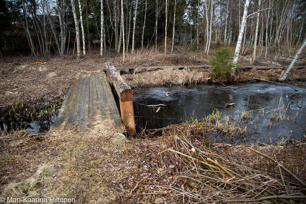 Silta Oravajärven luontopolulla