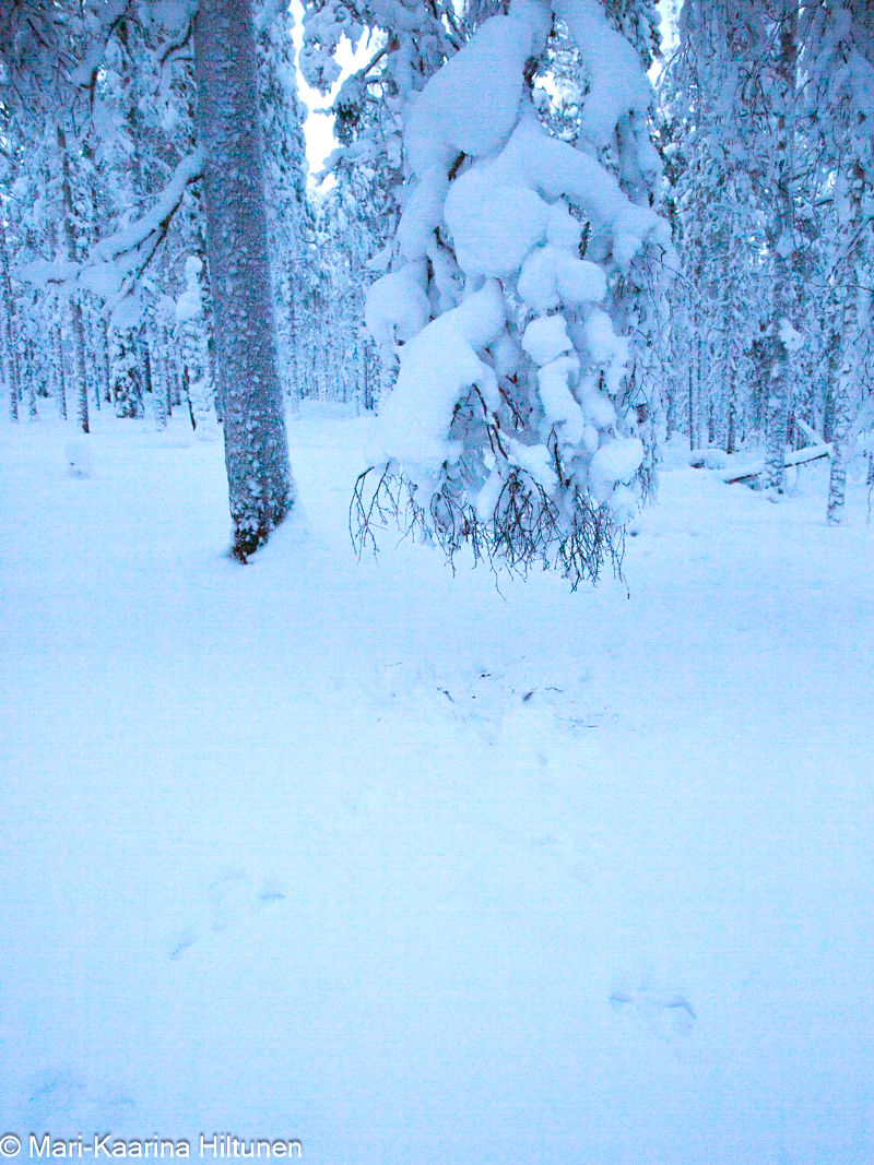 Jänisten ruokailupaikka