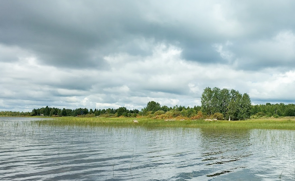 Lampaita Vaattojärven rannassa