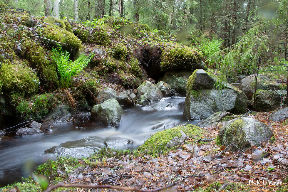 Forest creek flowing over rocks, surrounded by moss and ferns. Soft water creates a serene atmosphere in the lush, green woodland. Signature M-K Hiltunen.