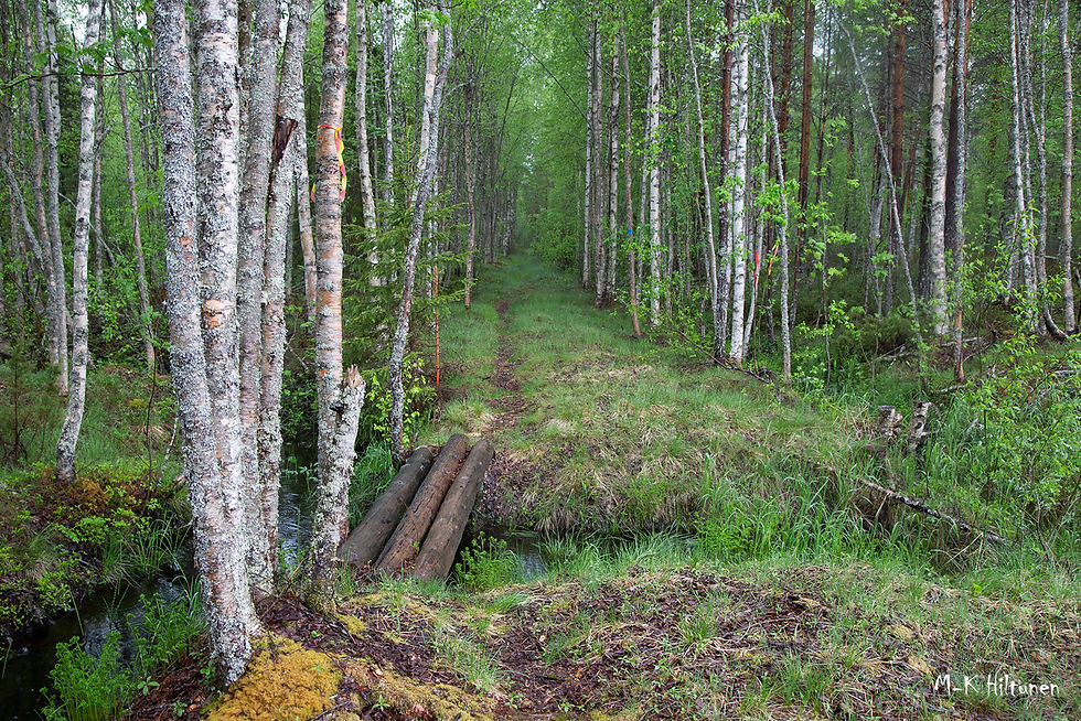 Forest scene with a narrow path, birch trees, and a small log bridge over a stream. Lush green foliage creates a serene atmosphere. M-K Hiltunen.