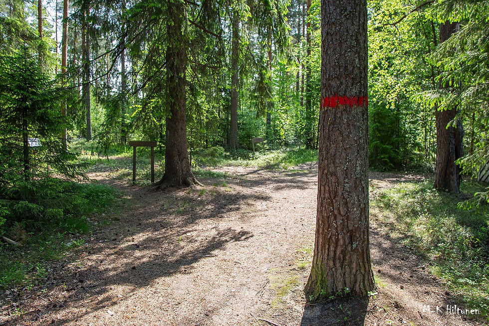 Forest trail with sunlit trees, a path, and red-marked tree in the center. Green foliage surrounds, creating a serene, natural setting.