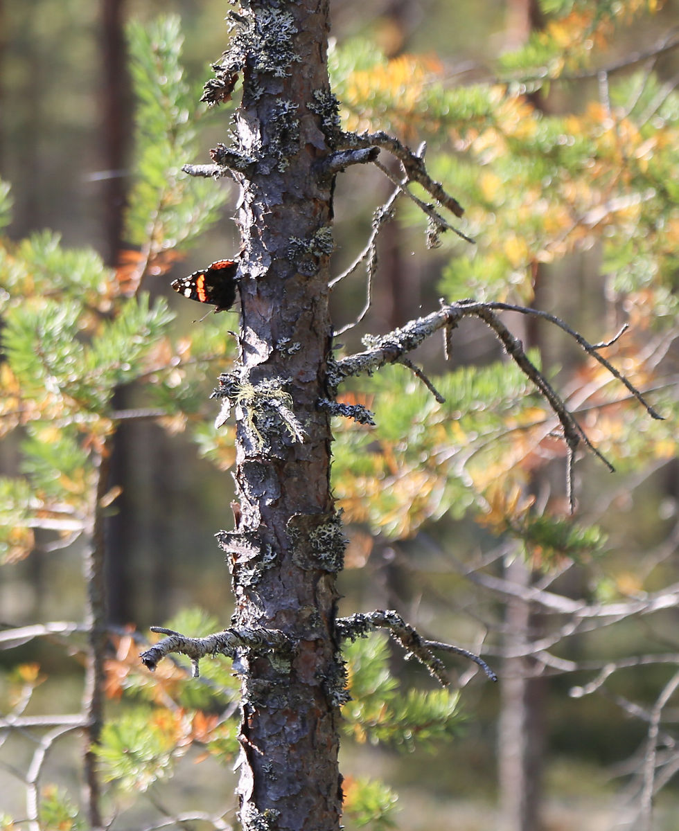 Perhonen maastoutuu ruskan väreihin