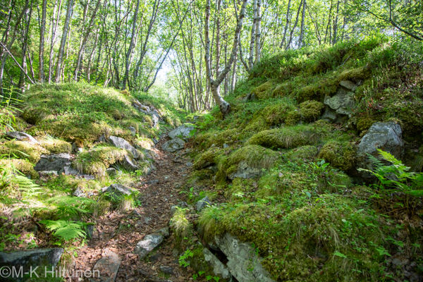 Lulledalenin metsäpolku Skibotnissa Norjassa