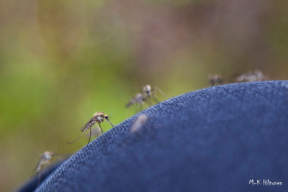 Mosquitoes perched on a blue fabric under natural light, against a blurred green background. The mood is calm but focused on the insects.