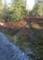 Karhutunturille pääsee myös metsäpolkua pitkin