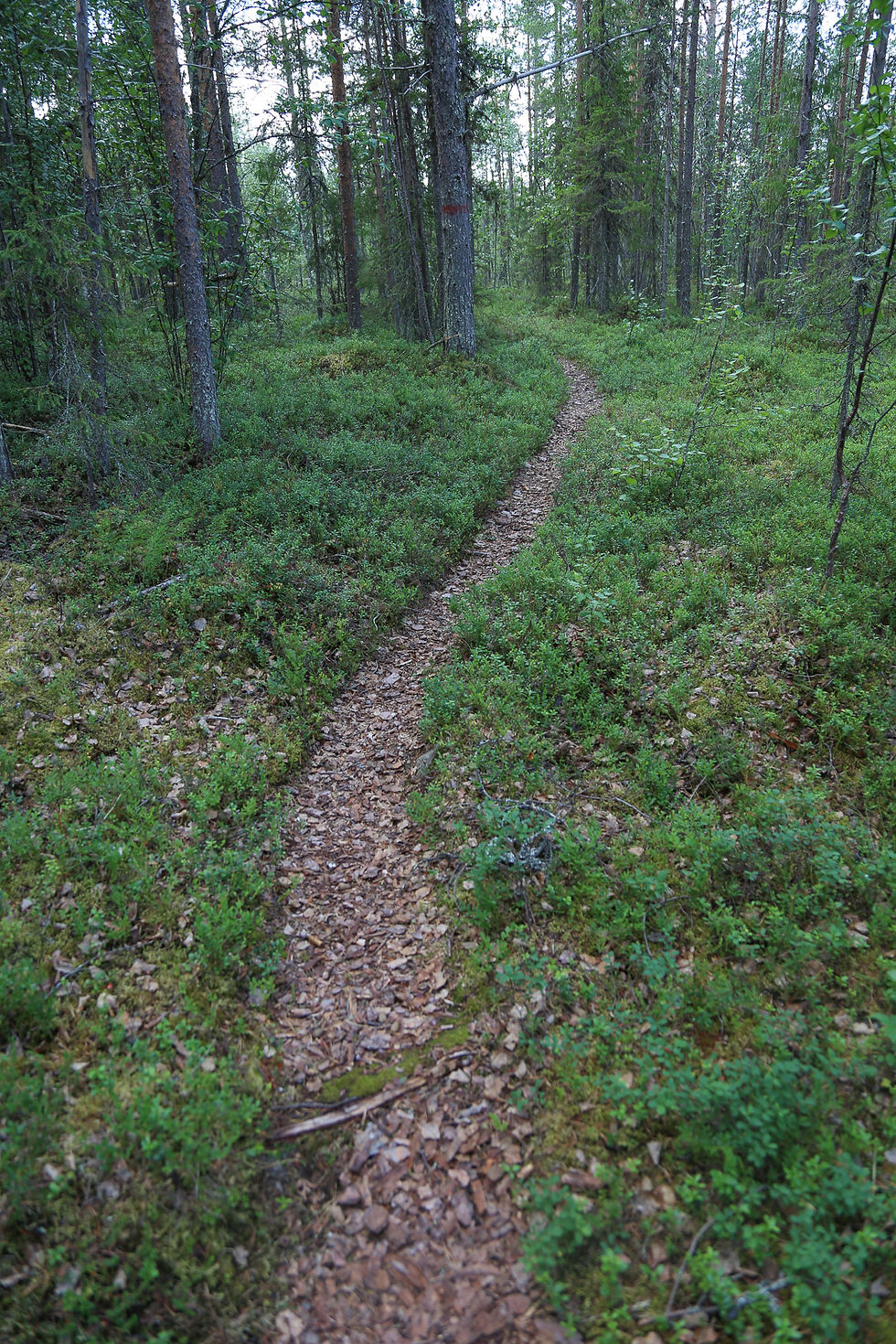 Telatiellä on pieniä pätkiä metsäpolkua