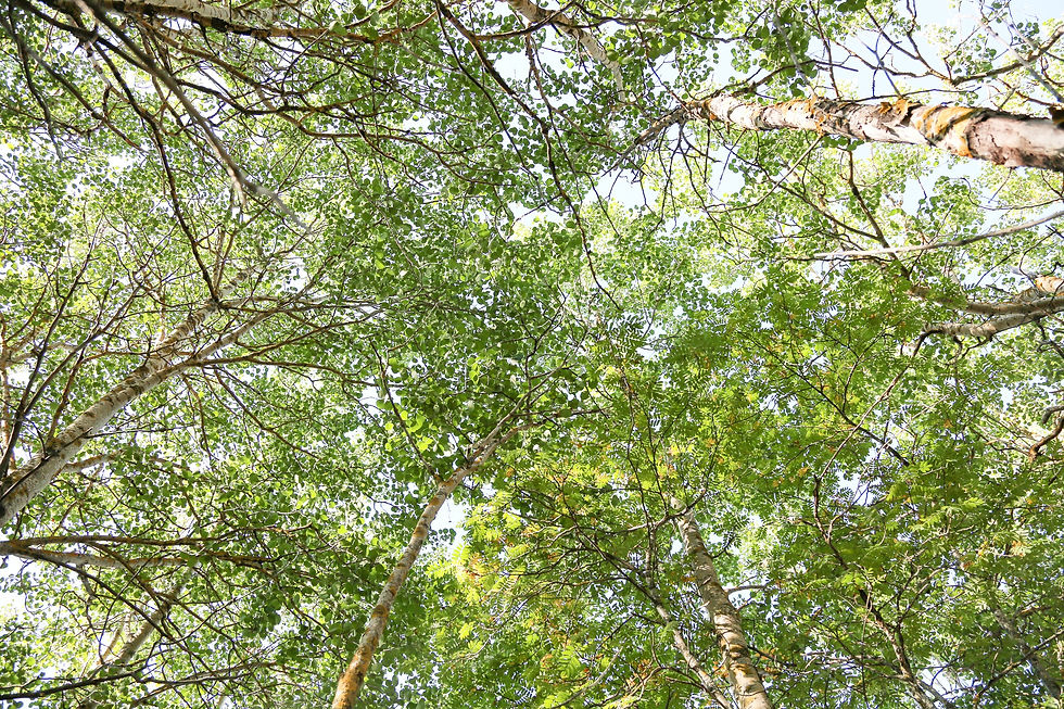 Metsää Ämmässä Raahen saaristossa