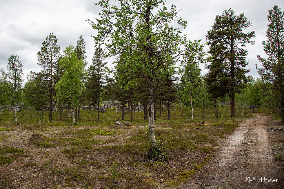 Forest scene with lush green trees, a dirt path to the right, and a wooden fence in the background. Overcast sky. M-K Hiltunen text.
