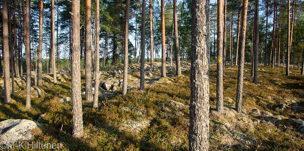 Laivavaaran muinaispolku kulkee Pirttivaaran jätinkirkon kautta