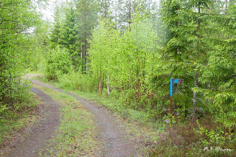 Lush green forest path with a signpost marked by a blue dot, surrounded by vibrant trees. A peaceful, natural setting.