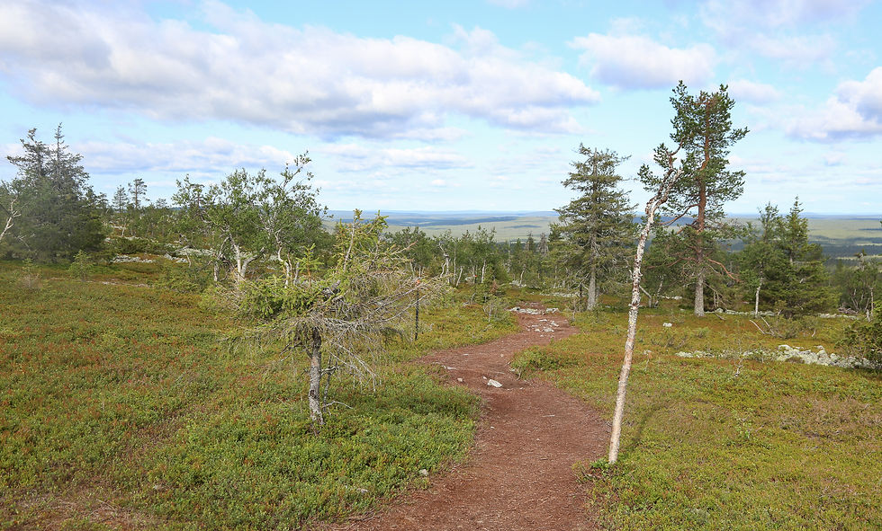 Polku Kesänkitunturin pohjoisrinteessä