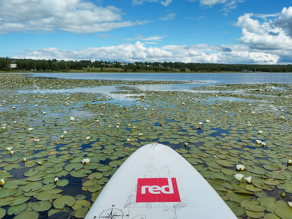 SUP-retki lumpeita kasvavalla Vaattojärvellä