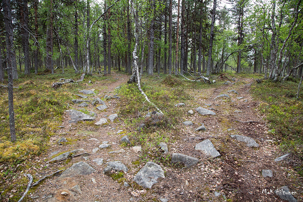 Forest path with rocks leads through tall, green trees. Earthy tones dominate. Quiet and serene atmosphere. Signature: "M-K Hiltunen."