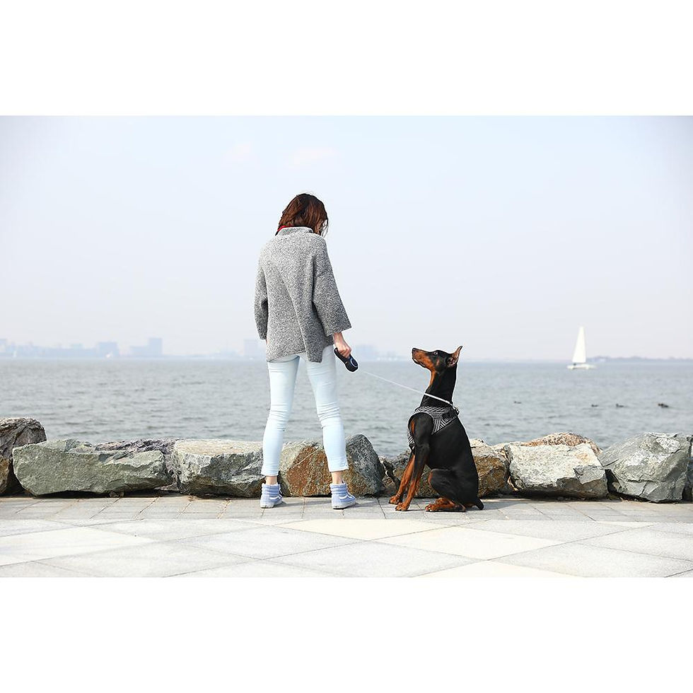 Миниатюра: Instachew PETKIT Air Fly Dog Harness