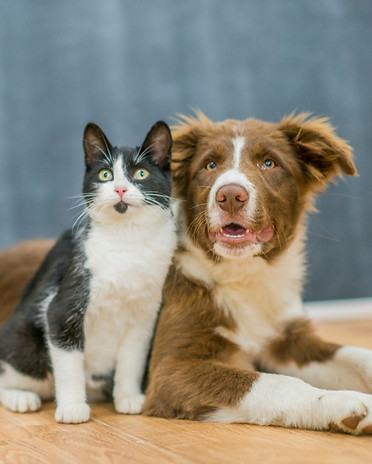 dog cat_edited.jpg