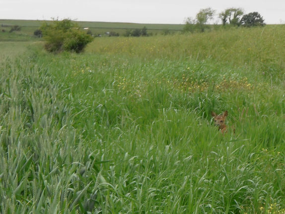 haie agrifaune BOuvry 2014-06 (6)_edited.jpg