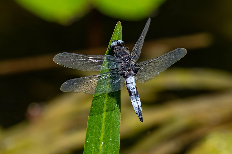 Scarce Chaser