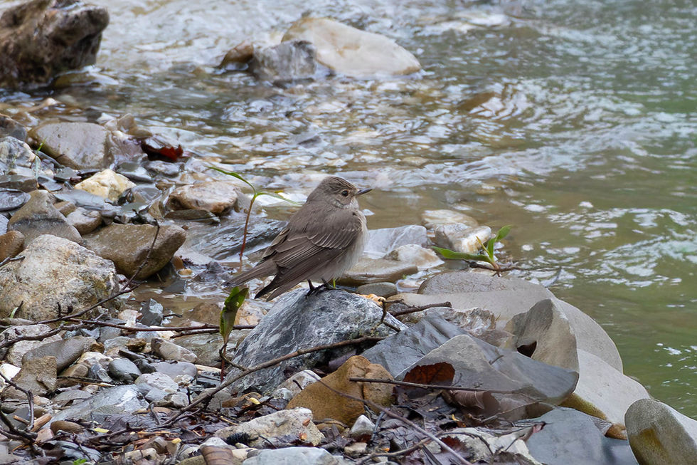 Spotted Flycatcher