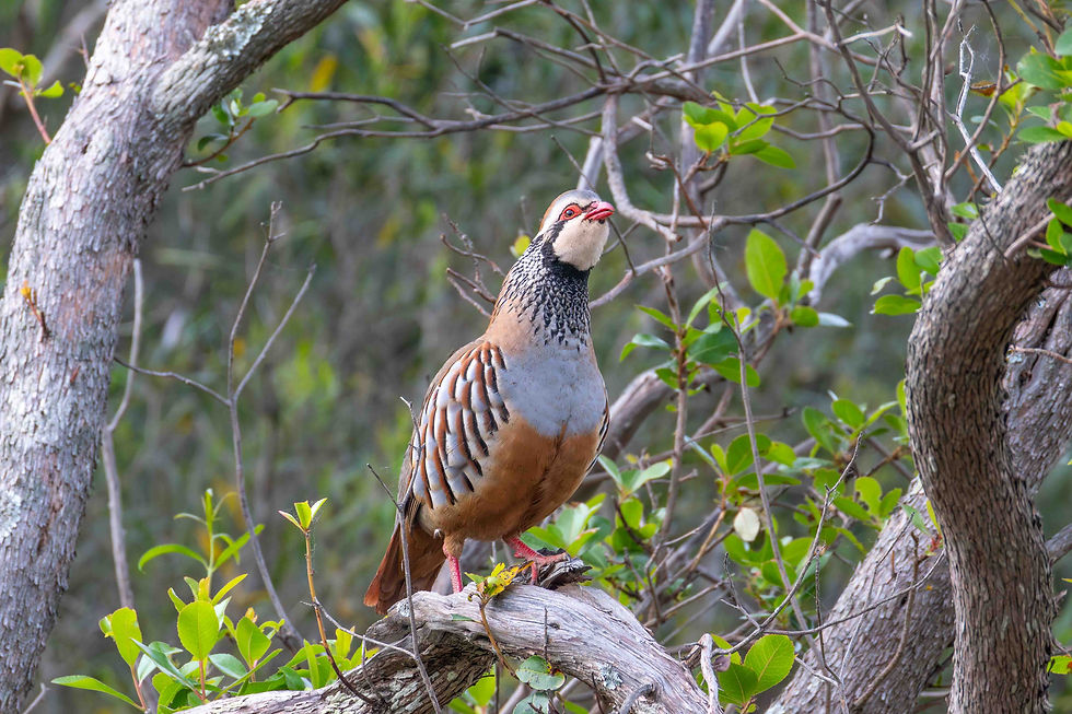 This Red-legged Partridge was singing/calling from a tree!