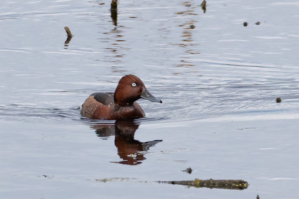 Male Ferruginous Duck