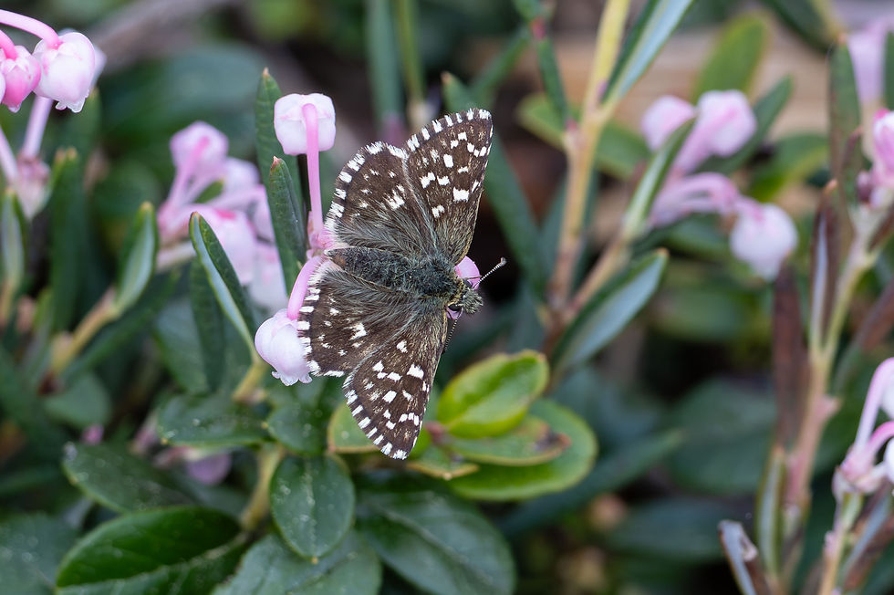 Grizzled Skipper