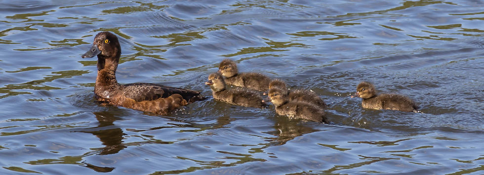 Female Tufted Duck & ducklings - Catcliffe Flash