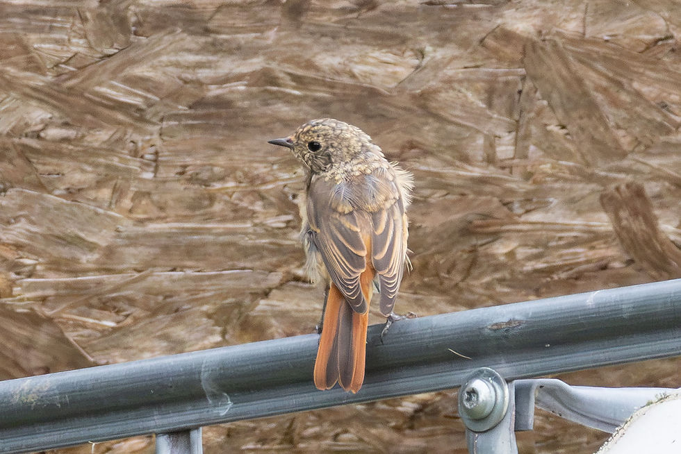 Treeton Nature Diary 2026
