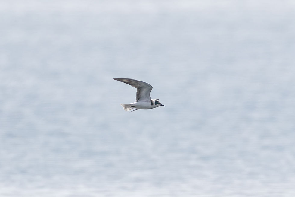 Black Tern
