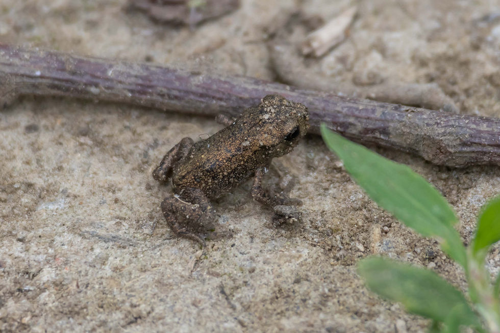 Toadlett - Treeton Dyke