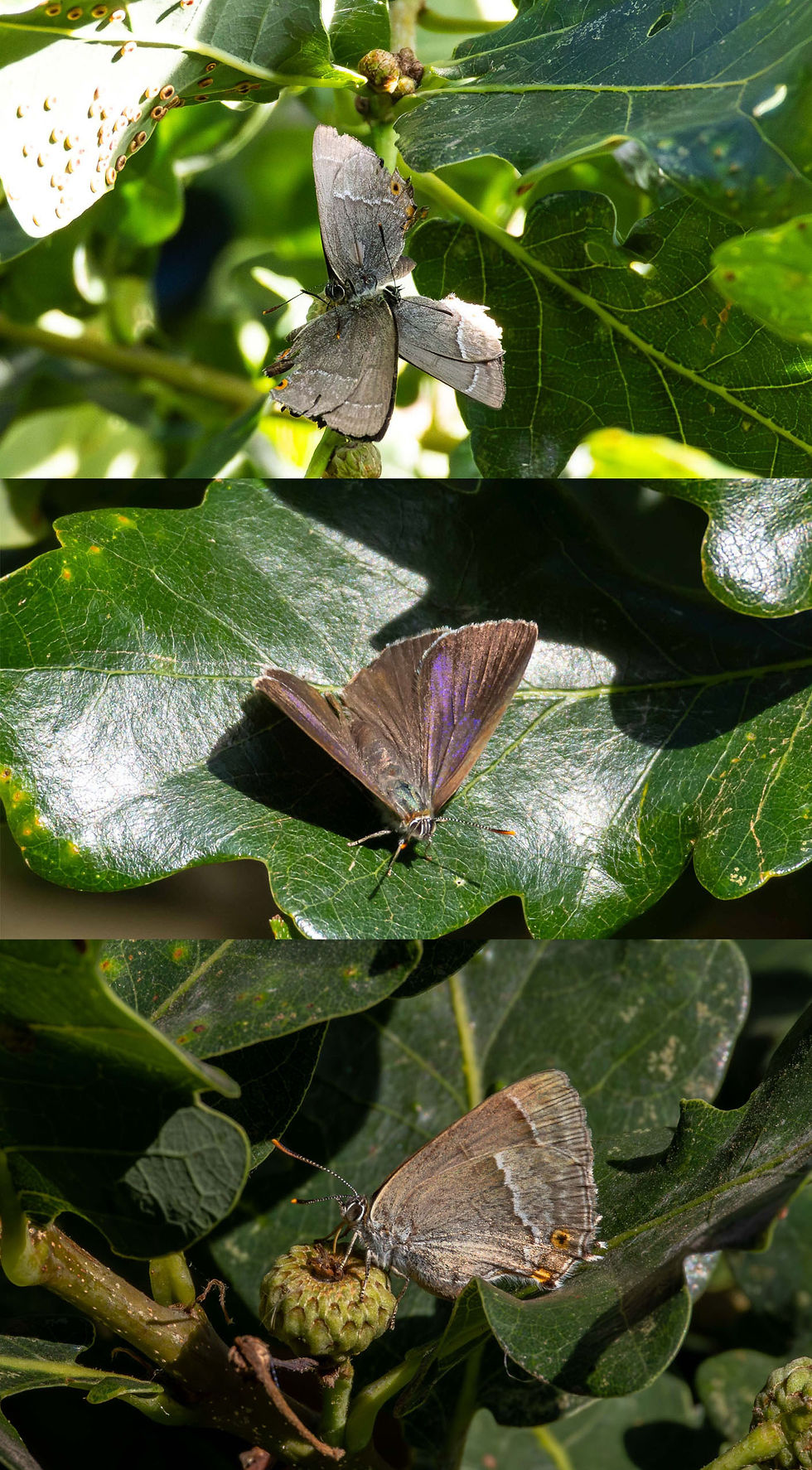 Purple Hairstreaks - Hail Mary Hill Wood