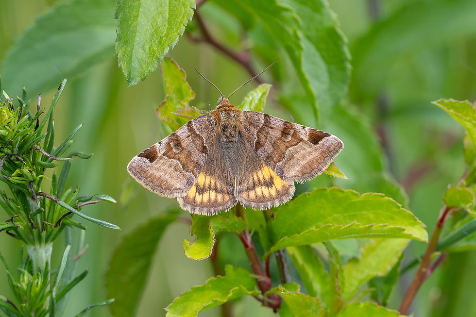 Burnet Companion moth (Euclidia glyphica) New species for me, when I first saw the Viking skull on the back, I thought of Death's Head Hawk Moth, but this was way too small. It does occur in Southern Britain.