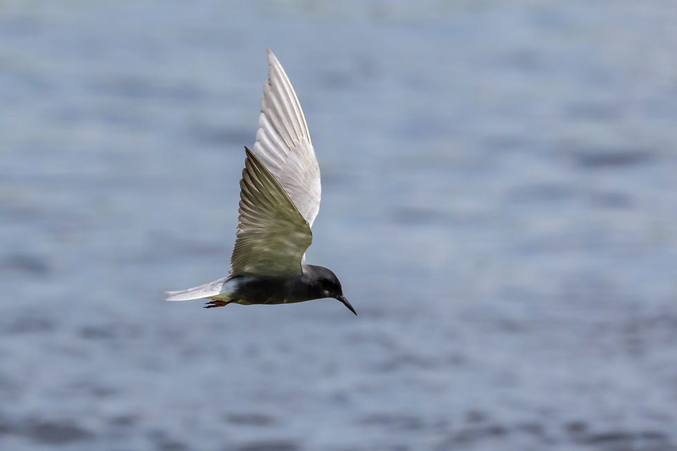 Black Tern