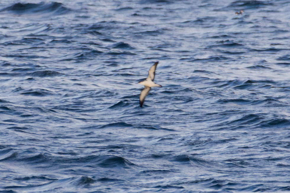 Manx Shearwater