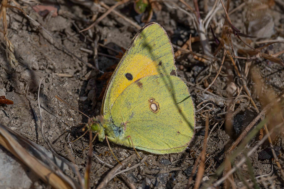 One of two Clouded Yellows