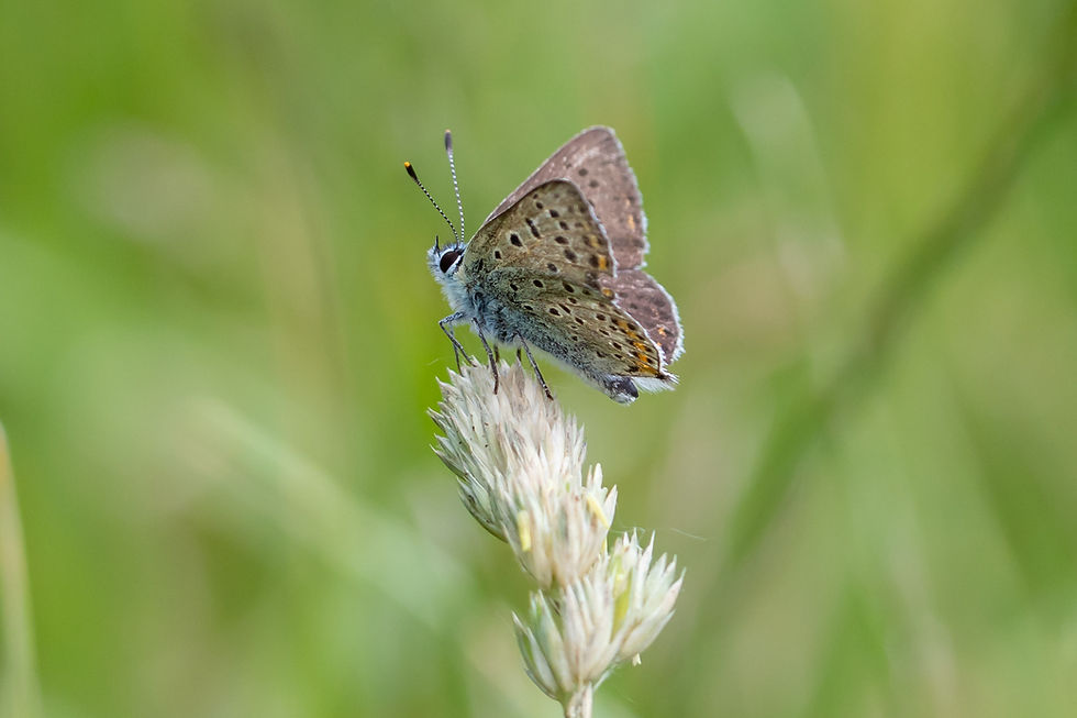 Sooty Copper